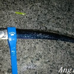 カワハギ/デカアジ/タチウオゲット！