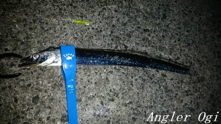 カワハギ/デカアジ/タチウオゲット！