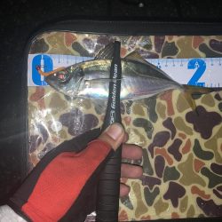 アジ渋いっす(汗)