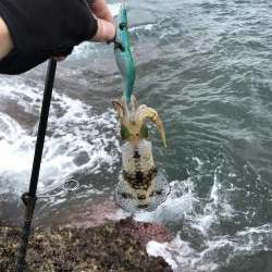 【新子】和歌山南紀でエギング釣果、アオリイカなんとかゲット