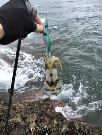 【新子】和歌山南紀でエギング釣果、アオリイカなんとかゲット