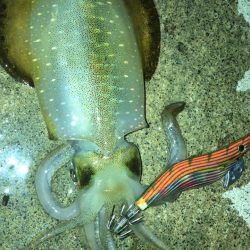 前回と同じポイント