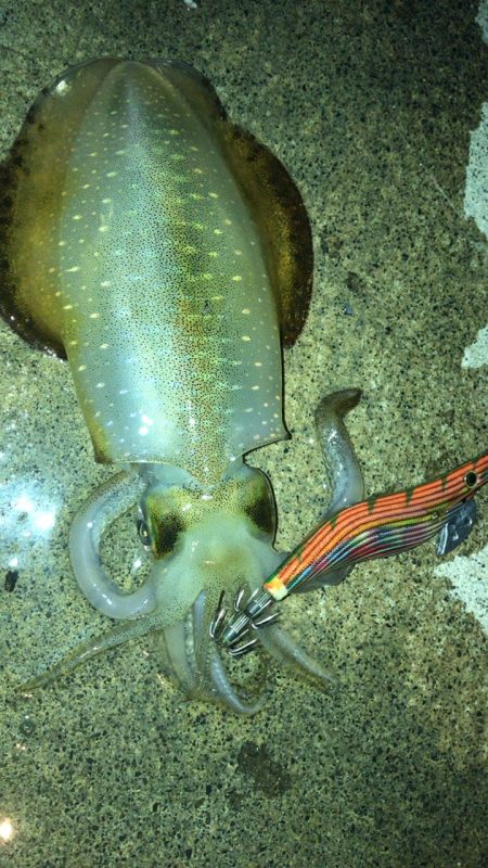 前回と同じポイント