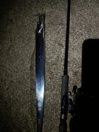 やっぱりいました。