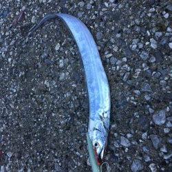 大雨の中太刀魚調査