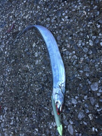 大雨の中太刀魚調査