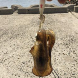 初場所でゲット