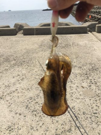 初場所でゲット