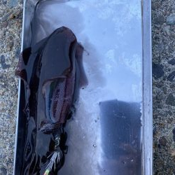 エギング　リベンジ編