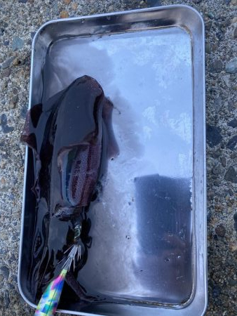 エギング　リベンジ編