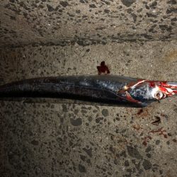 時合もろくに無く