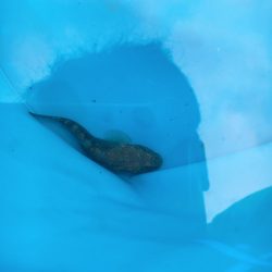 バーベキューがてらの釣り