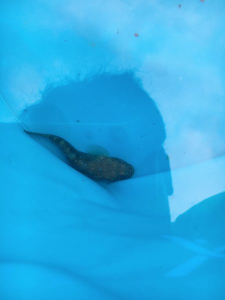 バーベキューがてらの釣り