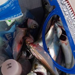 海釣り公園にてサビキ釣り