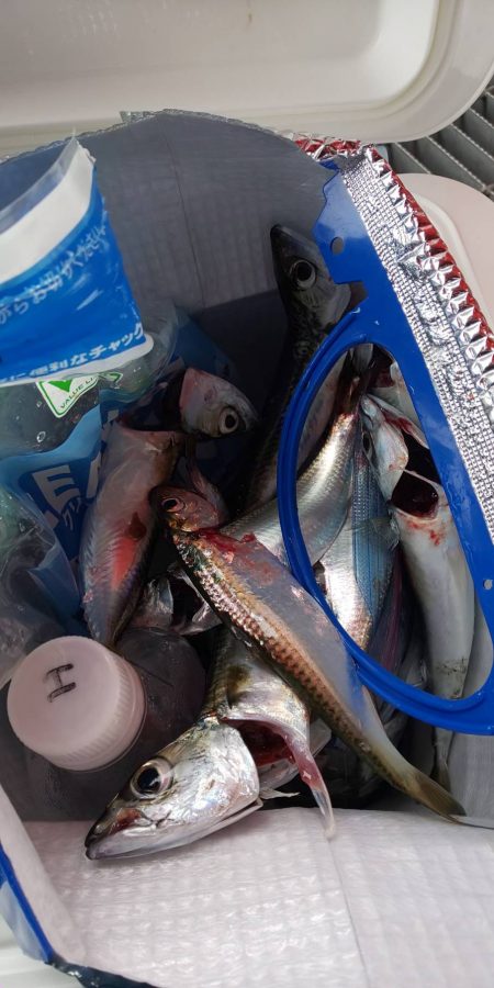 海釣り公園にてサビキ釣り
