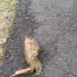 朝寝坊で導かれた？