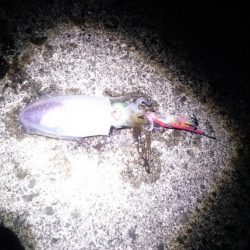 強風の中新子アオリイカ5ハイ