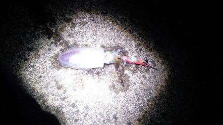 強風の中新子アオリイカ5ハイ