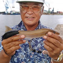 今日も播磨新島のキス調査