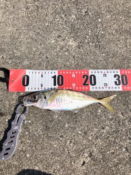 可愛くないキス