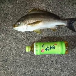 久しぶりの釣行