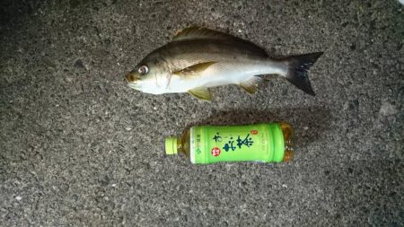 久しぶりの釣行