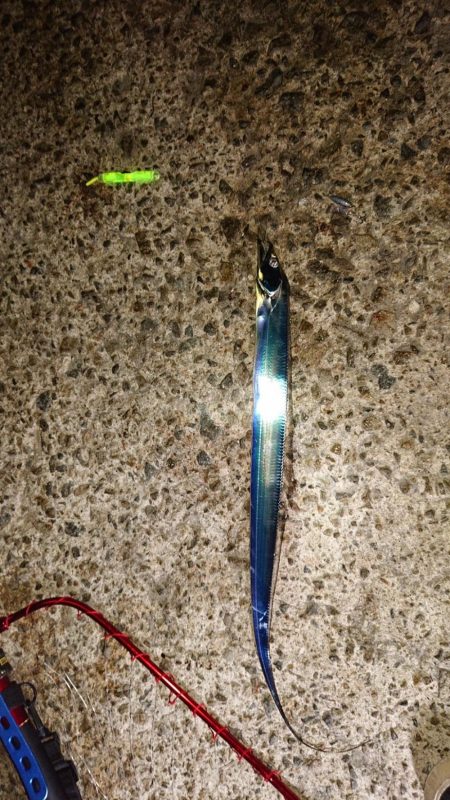 青物狙いのハズが