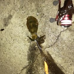 今シーズン初アオリイカ