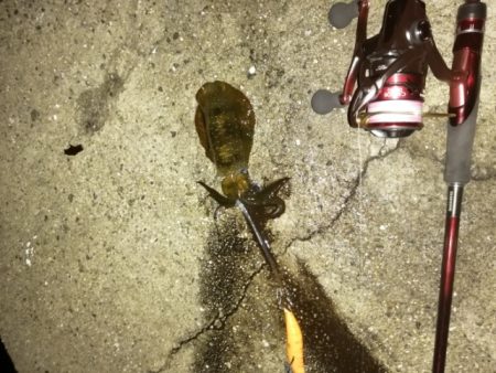 今シーズン初アオリイカ