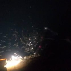 豆アジばっかり〜