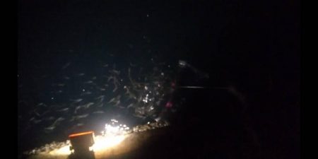 豆アジばっかり〜