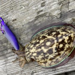 アオリが逃げていく(´༎ຶོρ༎ຶོ`)