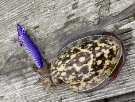 アオリが逃げていく(´༎ຶོρ༎ຶོ`)