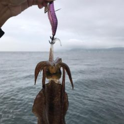 9月17日イカは元気