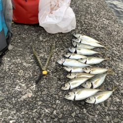 太刀魚釣れたよ