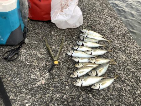 太刀魚釣れたよ