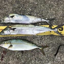 青物とタチウオ釣果見てポーアイ沖堤に