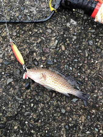 ショアジギング