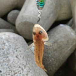 アオリイカ、エソ