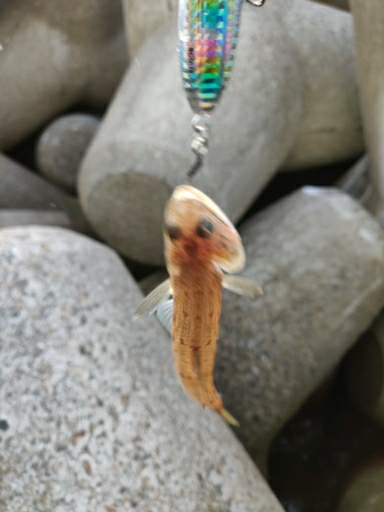 アオリイカ、エソ