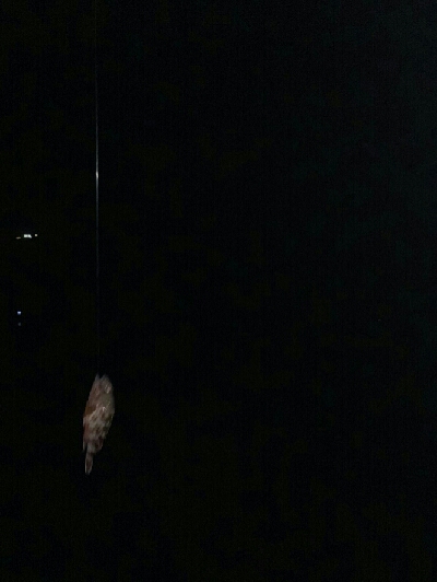 さぁー行っちゃうよー