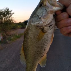 メバルタックルでコバッチ