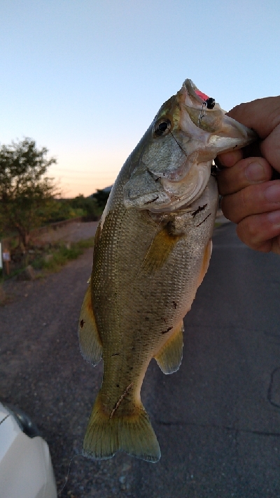 メバルタックルでコバッチ