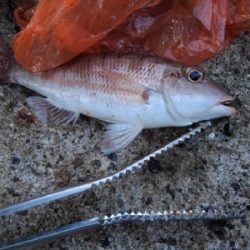 9/22釣果尺イサキ釣れました!