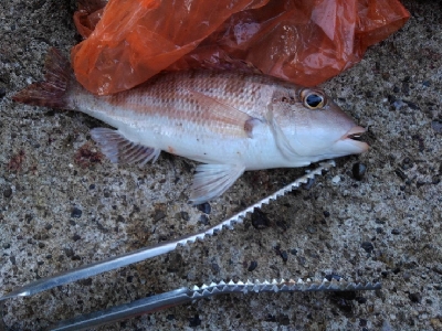 9/22釣果尺イサキ釣れました!