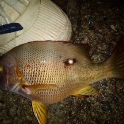 9/25釣果グレ37センチナミフエダイ