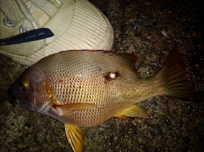 9/25釣果グレ37センチナミフエダイ