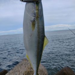 タチウオ、フクラギ