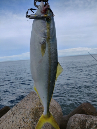 タチウオ、フクラギ