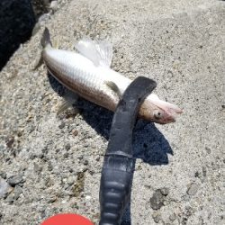 昼タチウオ&エソ祭り